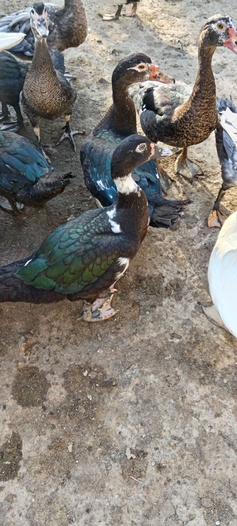 Lal cins ördeylerdi her qiymete var 20 başlayır 60 qeder — Digah