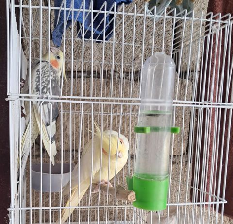 Nimfa tutuquşuları və qəfəs dəsti - Növ: Nimfa (Cockatiel) – biri — Bakı
