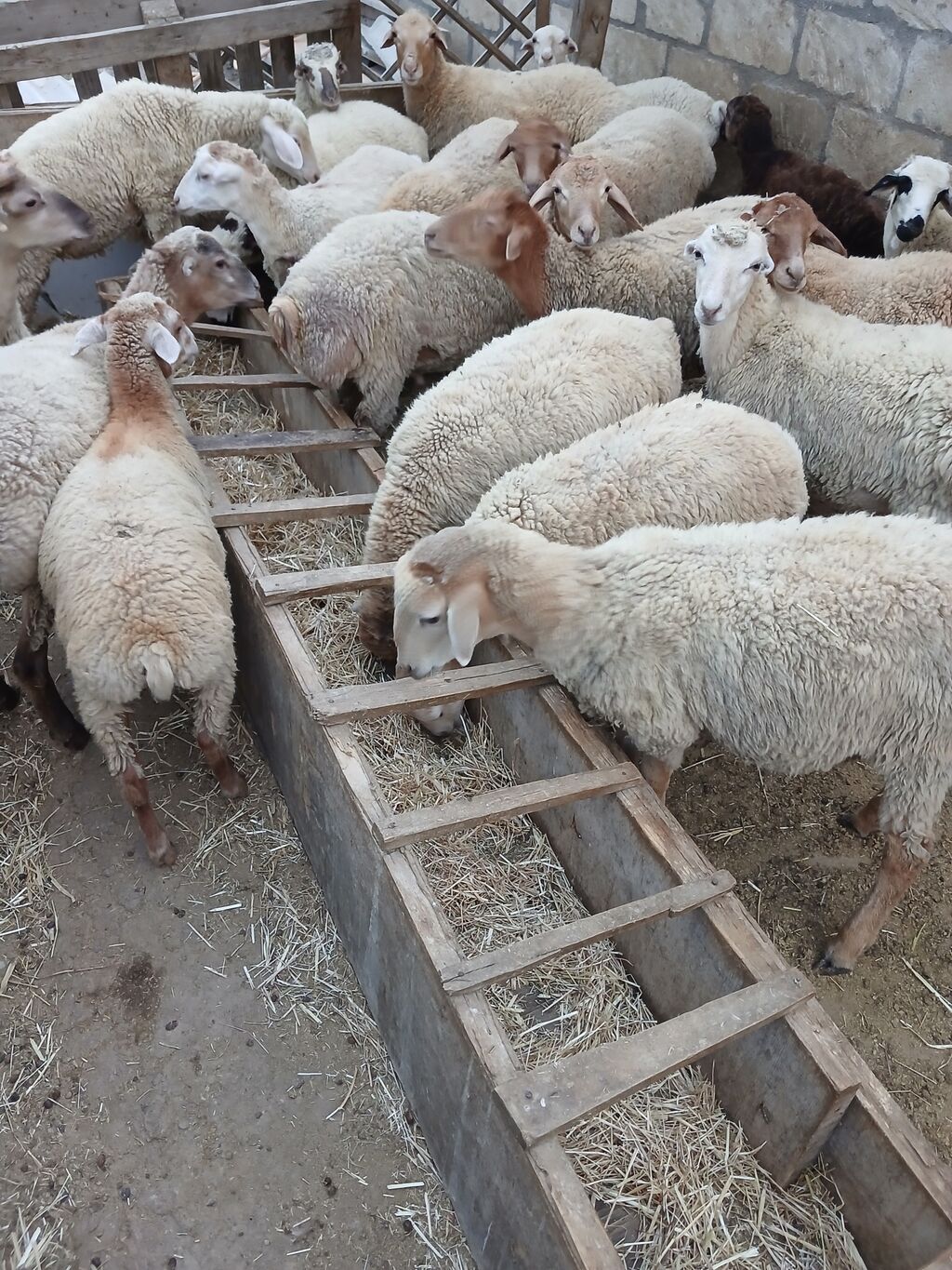 Salam kök quzular çəpişlər satılır isdəyən olsa kəsib ətində verirəm — Kənd təsərrüfatı heyvanları, Bakı (4)
