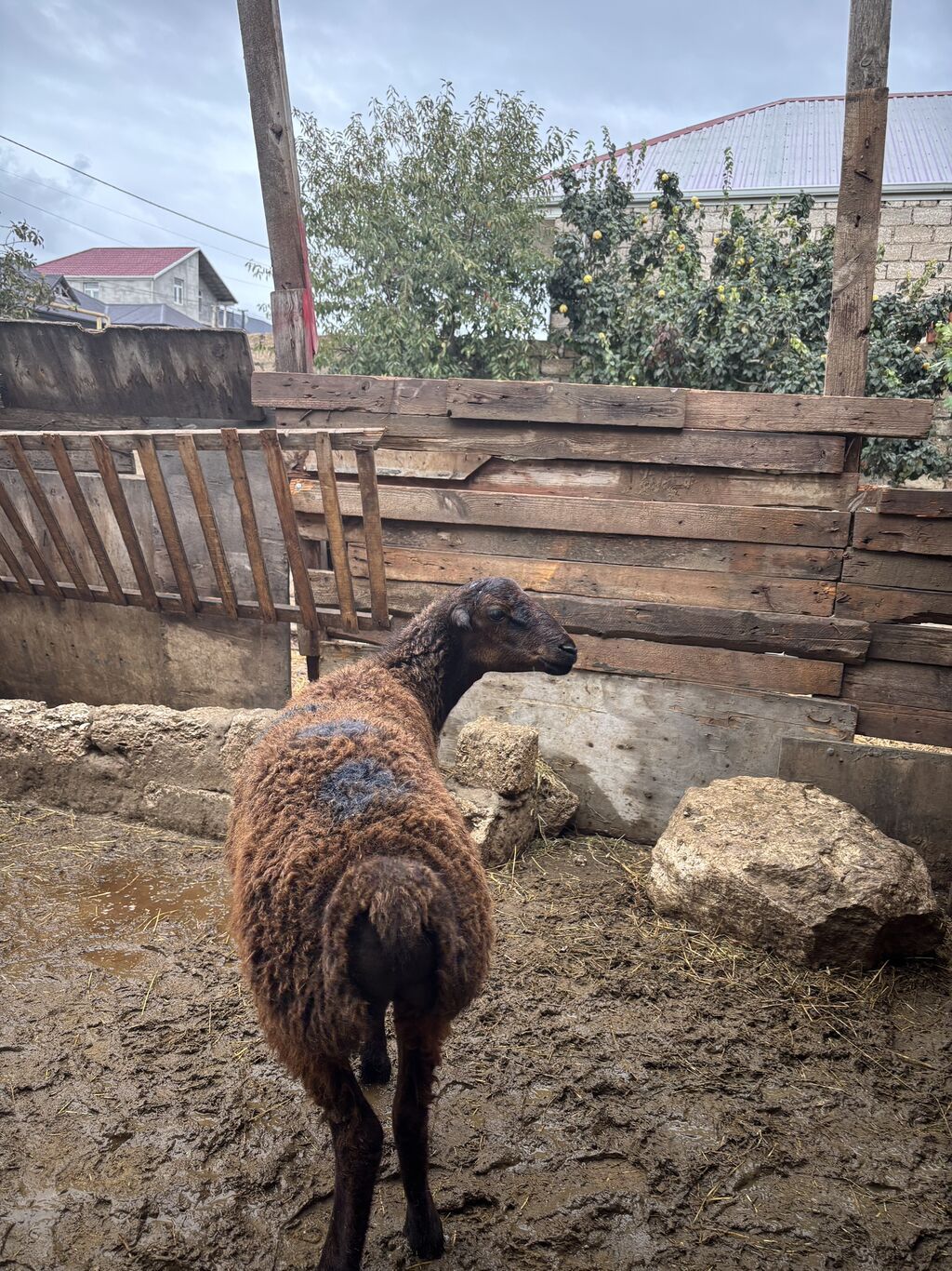 Quzu, Erkək, ay: 8, 34 kq, Ətlik, Ünvandan götürmə — Kənd təsərrüfatı heyvanları, Digah (6)