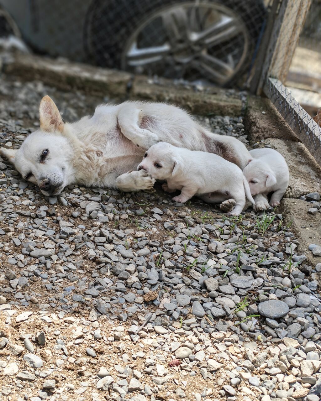 Zvonok, 2 ay, Dişi, Peyvəndli, Ünvandan götürmə — Köpəklər, Digah (10)