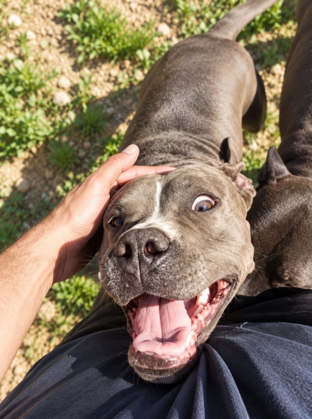 Pitbul, 1 ay, Ünvandan götürmə — Köpəklər, Digah (4)