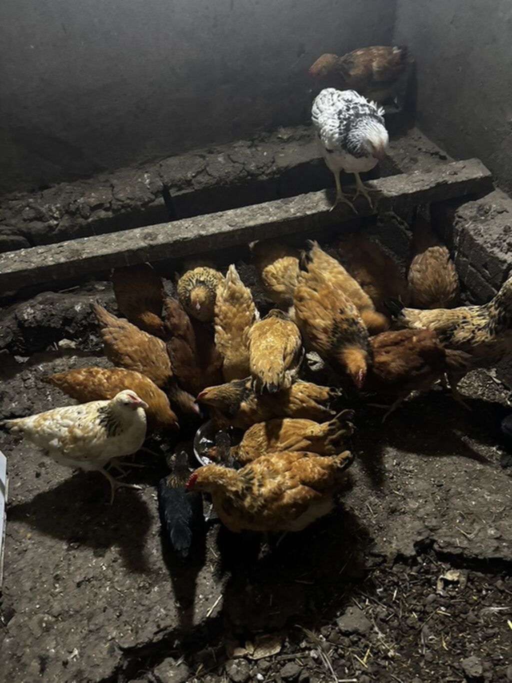 Toyuq, Damazlıq — Toyuq və xoruz, Gəncə (2)