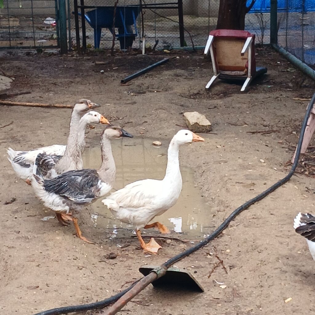 4 dənə qaz 4 aylıqdılar hamsı birliydə 80 manat - Fotoşəkillərdəki — Digərləri, Digah (2)