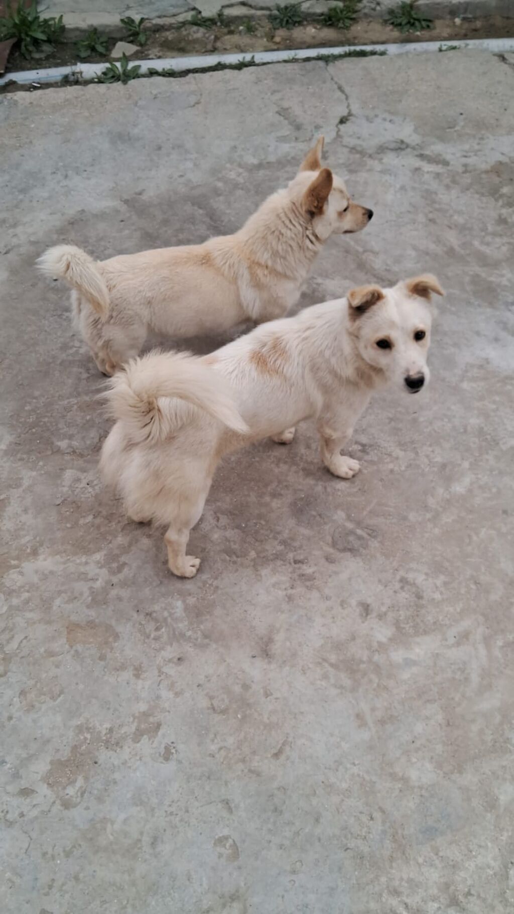 Zvonok, 2 ay, Erkək — Köpəklər, Digah (4)