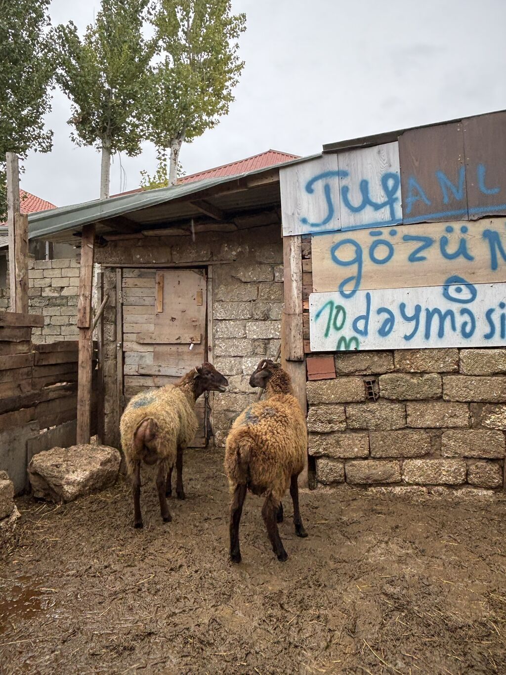 Quzu, Erkək, ay: 8, 34 kq, Ətlik, Ünvandan götürmə — Kənd təsərrüfatı heyvanları, Digah (8)