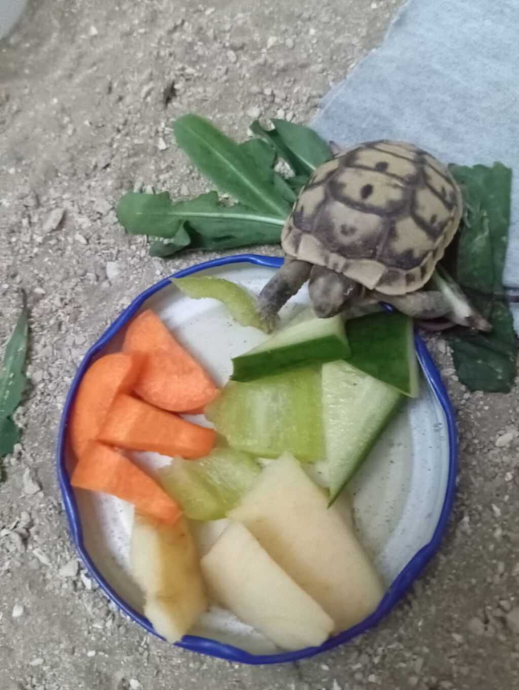 Salam. Minnacik,sipsirin tisbaga satilir. Quru tisbagasidir. Bapbalaca — Digər heyvanlar, Bakı (10)