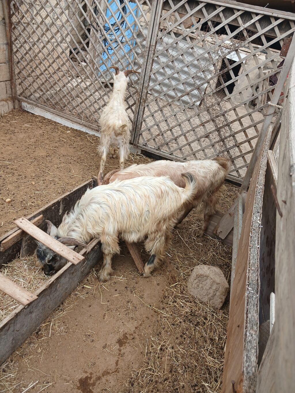 Salam kök quzular çəpişlər satılır isdəyən olsa kəsib ətində verirəm — Kənd təsərrüfatı heyvanları, Bakı (3)