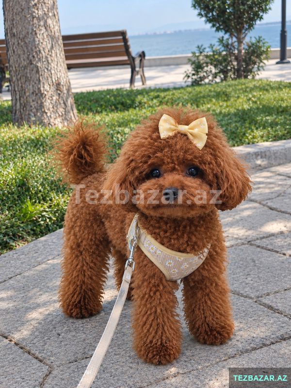 Toy pudel balasi satlir — Köpəklər, Bakı