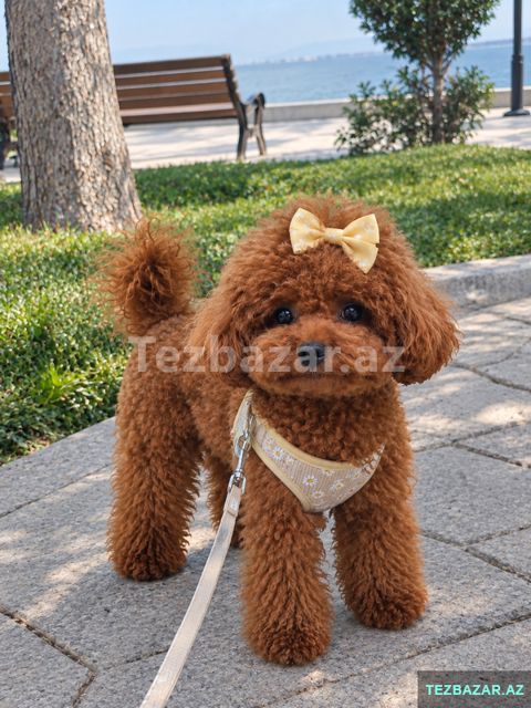 Toy pudel balasi satlir — Bakı