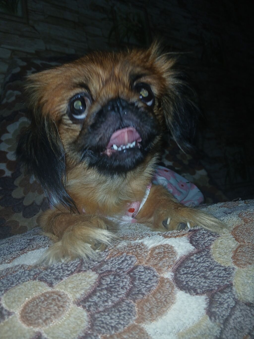 Pekines, 1 il, Dişi, Peyvəndli, Ünvandan götürmə — Köpəklər, Ceyranbatan (3)