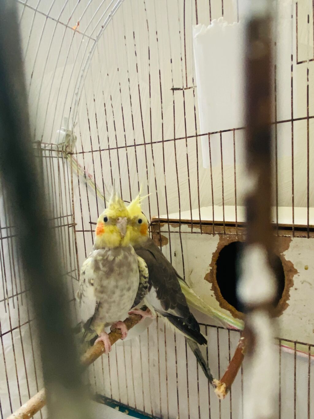 Nimfa (cockatiel) cütü – daraqlı, yanaqları narıncı ləkəli, boz-ağ — Tutyun papağayı, Sumqayıt (2)