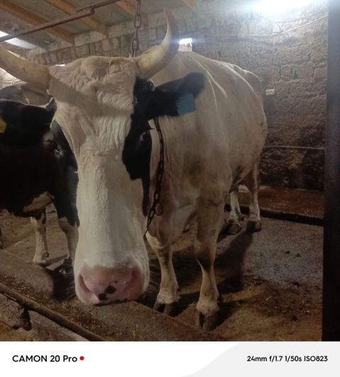 Bu inek satilir 2 ci qarina 6-7 ayliq bogazdi simmental bugadan gelib — Bakı