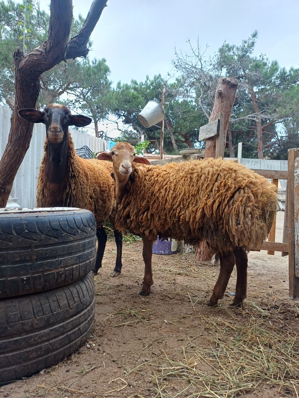 Erkək, il: 1, 45 kq, Damazlıq, Ödənişli çatdırılma — Kənd təsərrüfatı heyvanları, Digah (7)