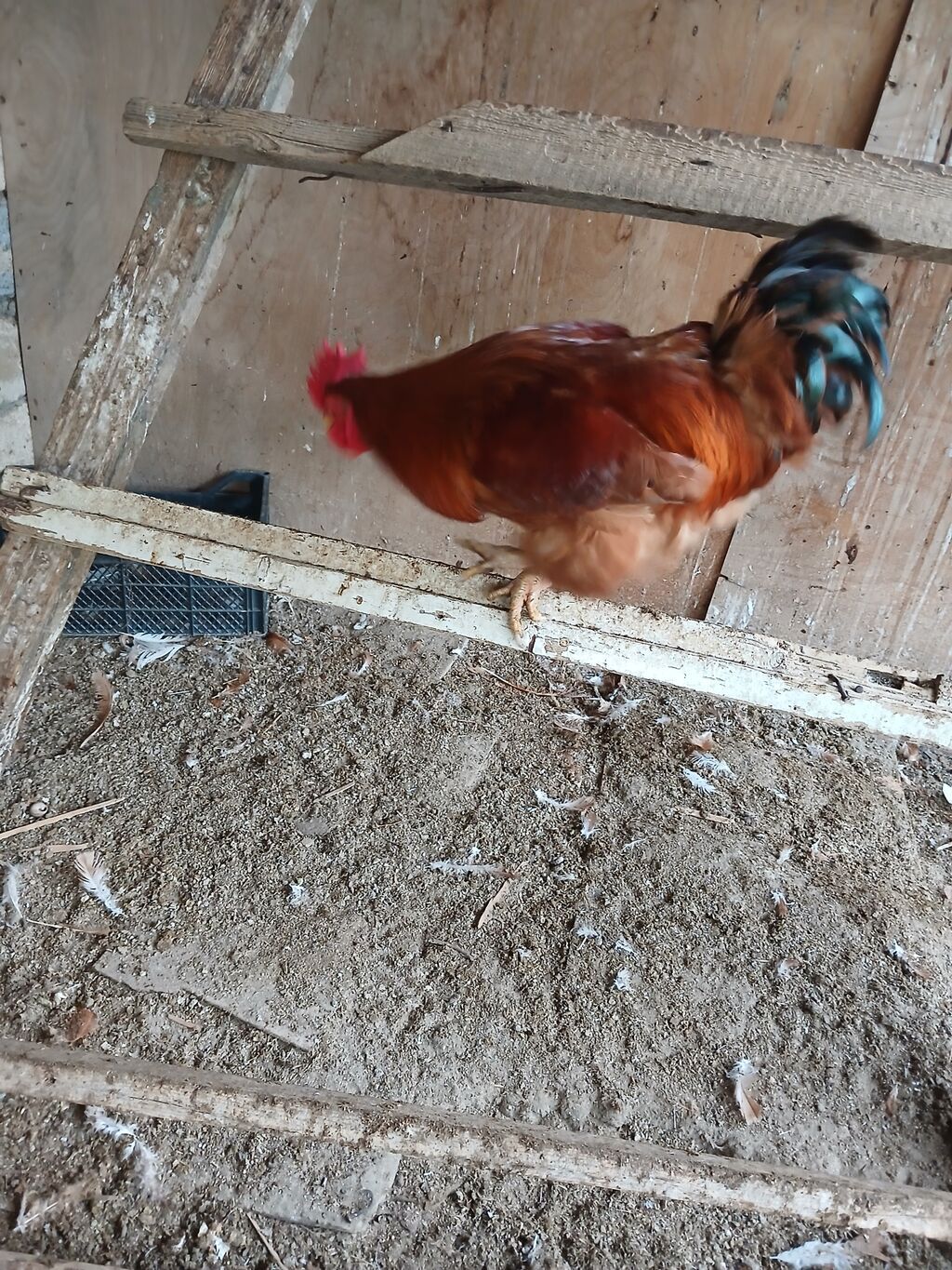 Hamşira sortu - Cins: yerli ət–yumurta istiqamətli xoruz - Rəng — Toyuq və xoruz, Bakı (2)