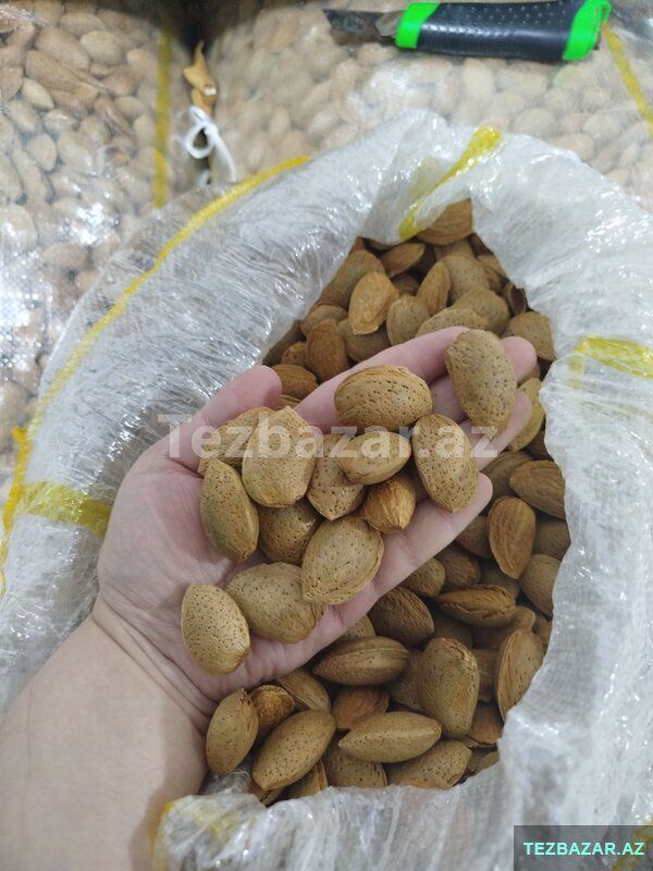 Qabiqli badam — Bitkilər, Göygöl (2)