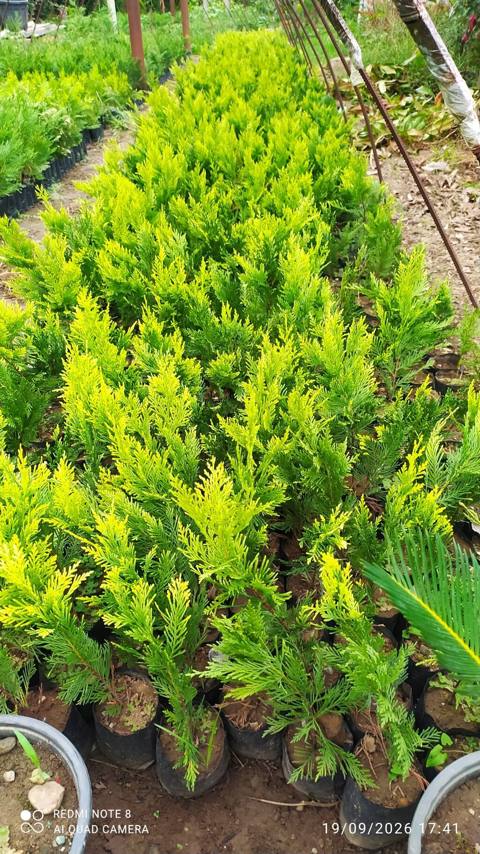 Thuja (qızılı şam) şitilləri – qara polietilen torbalarda köklənmiş — Astara