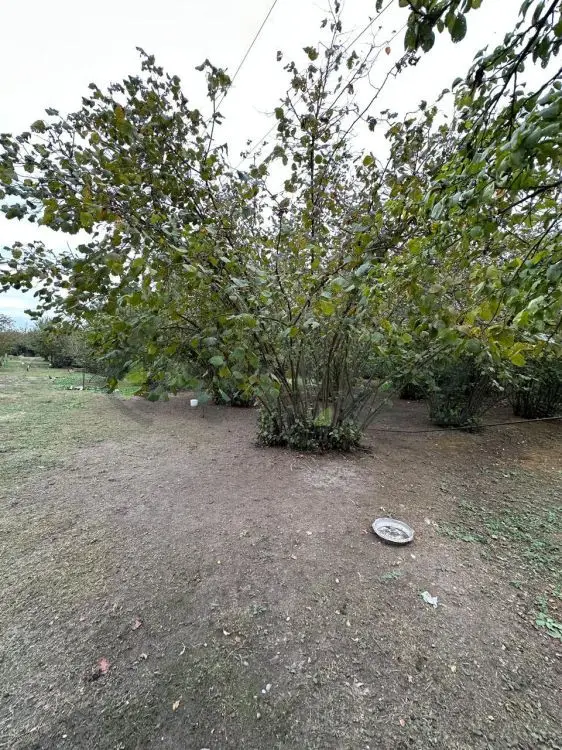 60 sot Torpaq Satılır, Qəbələ — Torpaq, Qəbələ (6)