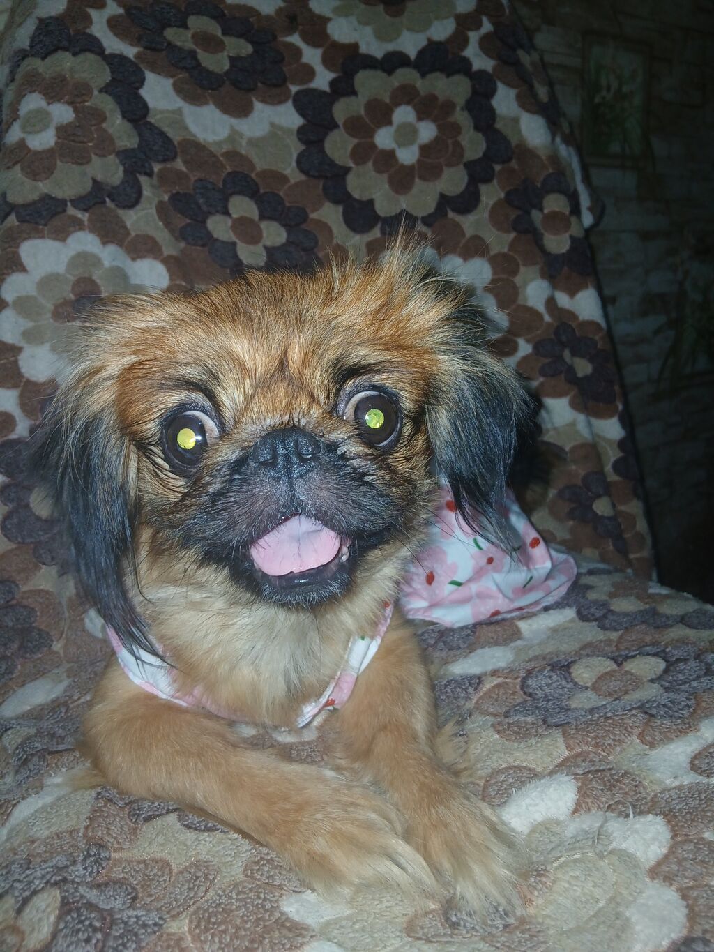 Pekines, 1 il, Dişi, Peyvəndli, Ünvandan götürmə — Köpəklər, Ceyranbatan (4)