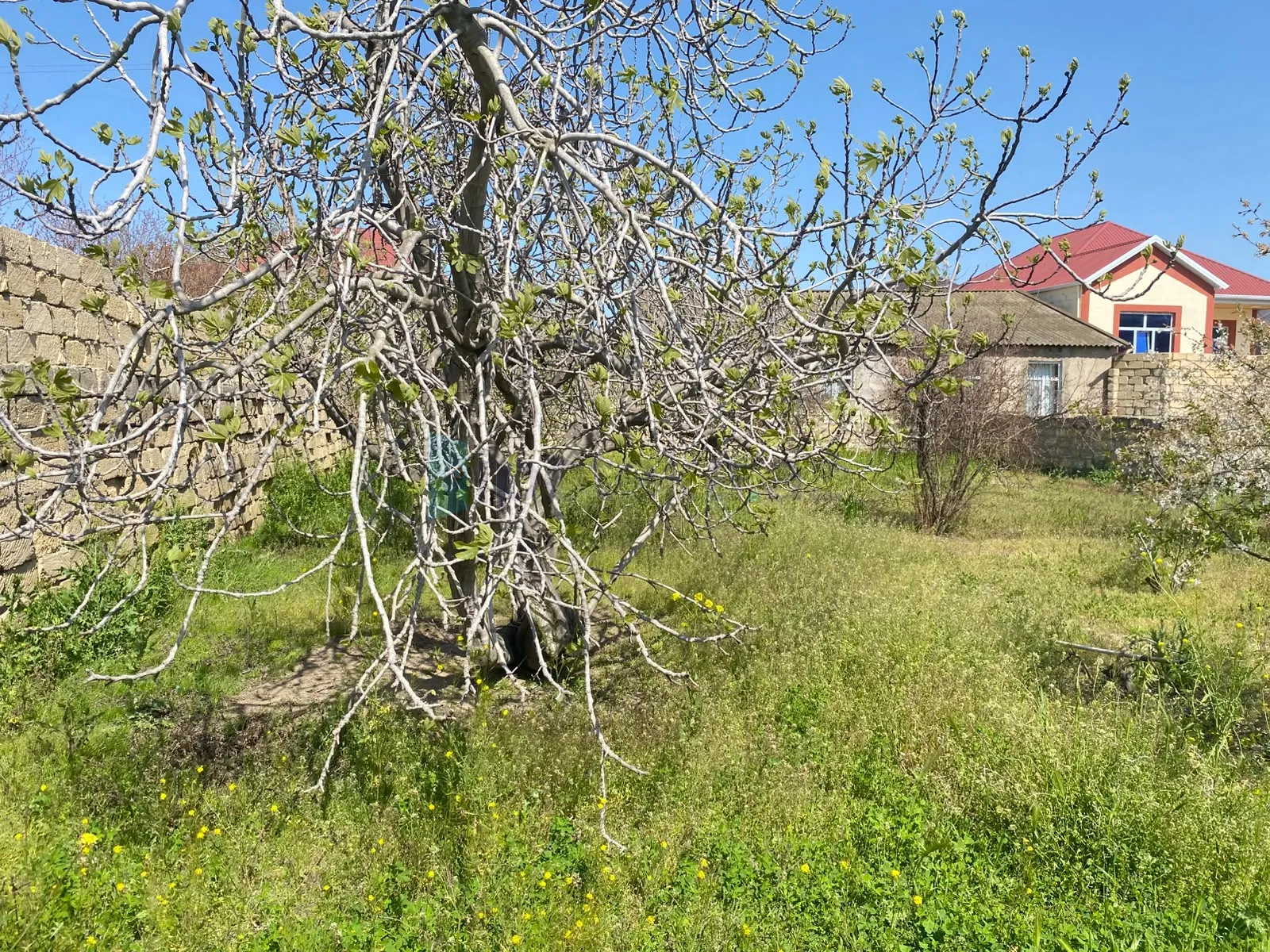 Satılır: Torpaq, Abşeron r., Saray q., 5.00 sot — Torpaq, Saray (8)