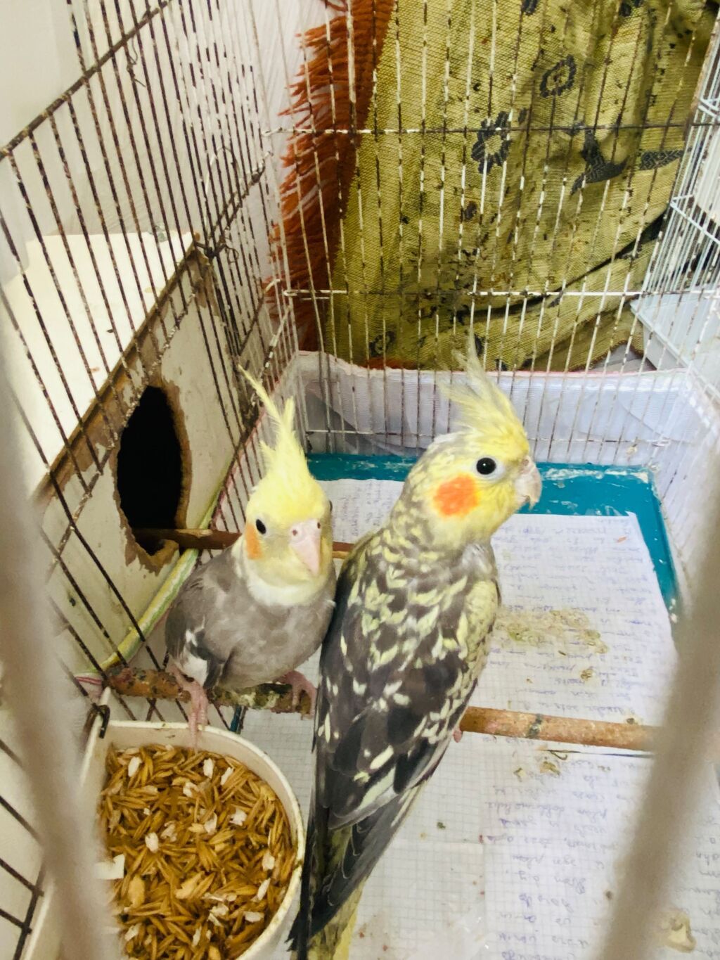 Nimfa (cockatiel) cütü – daraqlı, yanaqları narıncı ləkəli, boz-ağ — Tutyun papağayı, Sumqayıt (3)