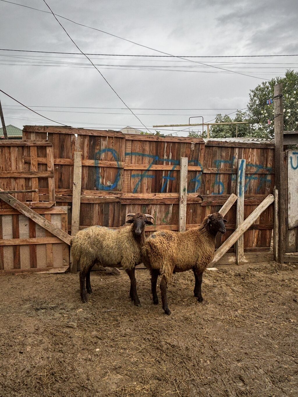 Quzu, Erkək, ay: 8, 34 kq, Ətlik, Ünvandan götürmə — Kənd təsərrüfatı heyvanları, Digah (3)