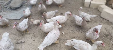 40azn erkeyler unvan Saray qesebesi — Saray