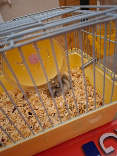 Hamster qəfəsi – kompakt və tam dəst - Rəng: sarı altlıq, boz metal — Bakı