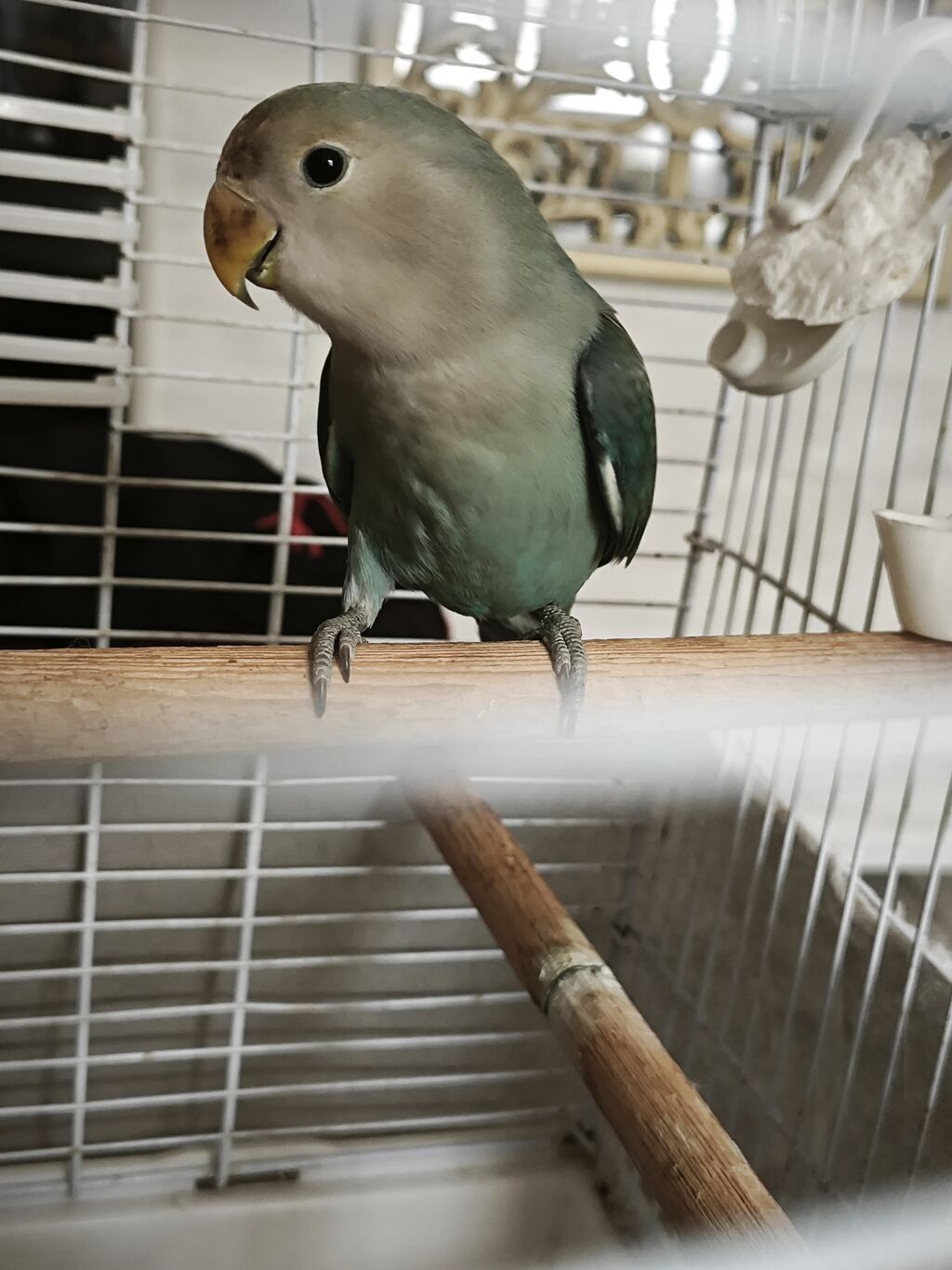 Ağüzlü-mavi sevgi quşu (lovebird) - Növ: Ağüzlü sevgi quşu (Agapornis — Tutyun papağayı, Bakı (2)