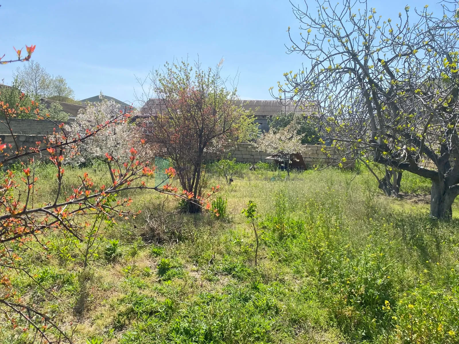 Satılır: Torpaq, Abşeron r., Saray q., 5.00 sot — Torpaq, Saray (7)
