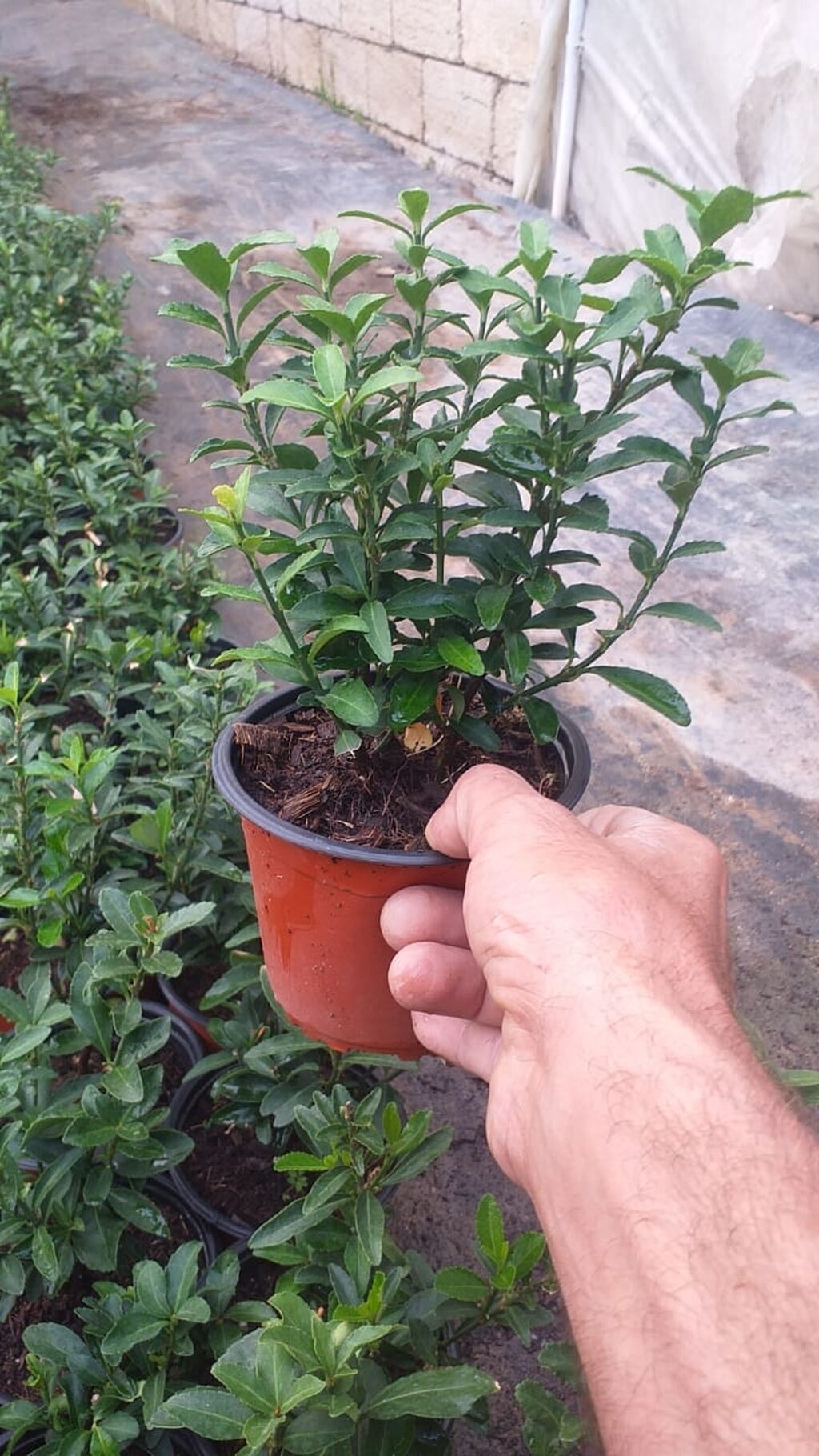 Bitki: Euonymus japonicus (Hirpak, həmişəyaşıl euonimus) Formalar — Bitkilər, Digah (4)
