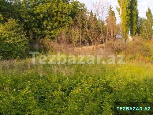 Şamaxı rayonu Əngəxaran kəndi — Torpaq, Şamaxı (10)