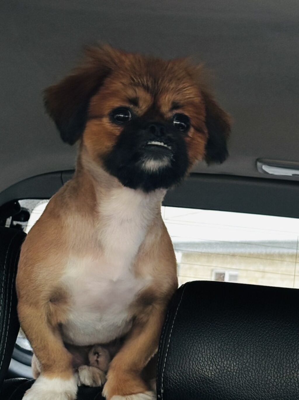 Pekines, Erkək — Köpəklər, Şəmkir (4)