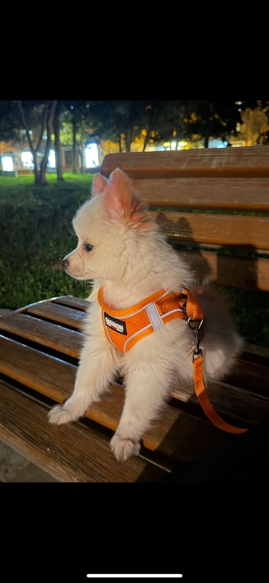 Pekines, 6 ay, Dişi, Pulsuz çatdırılma — Köpəklər, Bakı