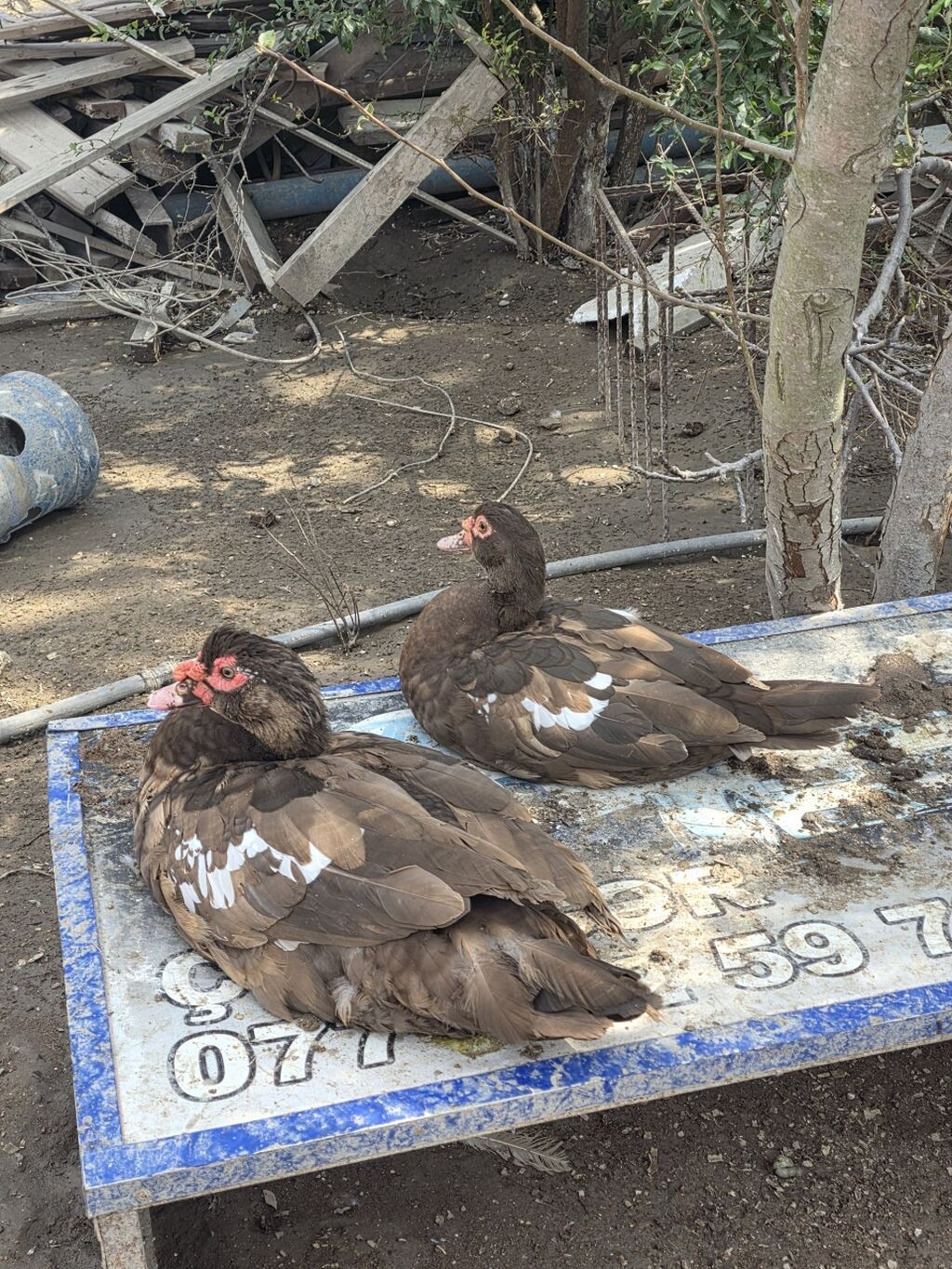 Muscovy (indoutka) ördəyi – qəhvəyi rəngli, bədənində ağ ləkələr — Digərləri, Bakı (5)