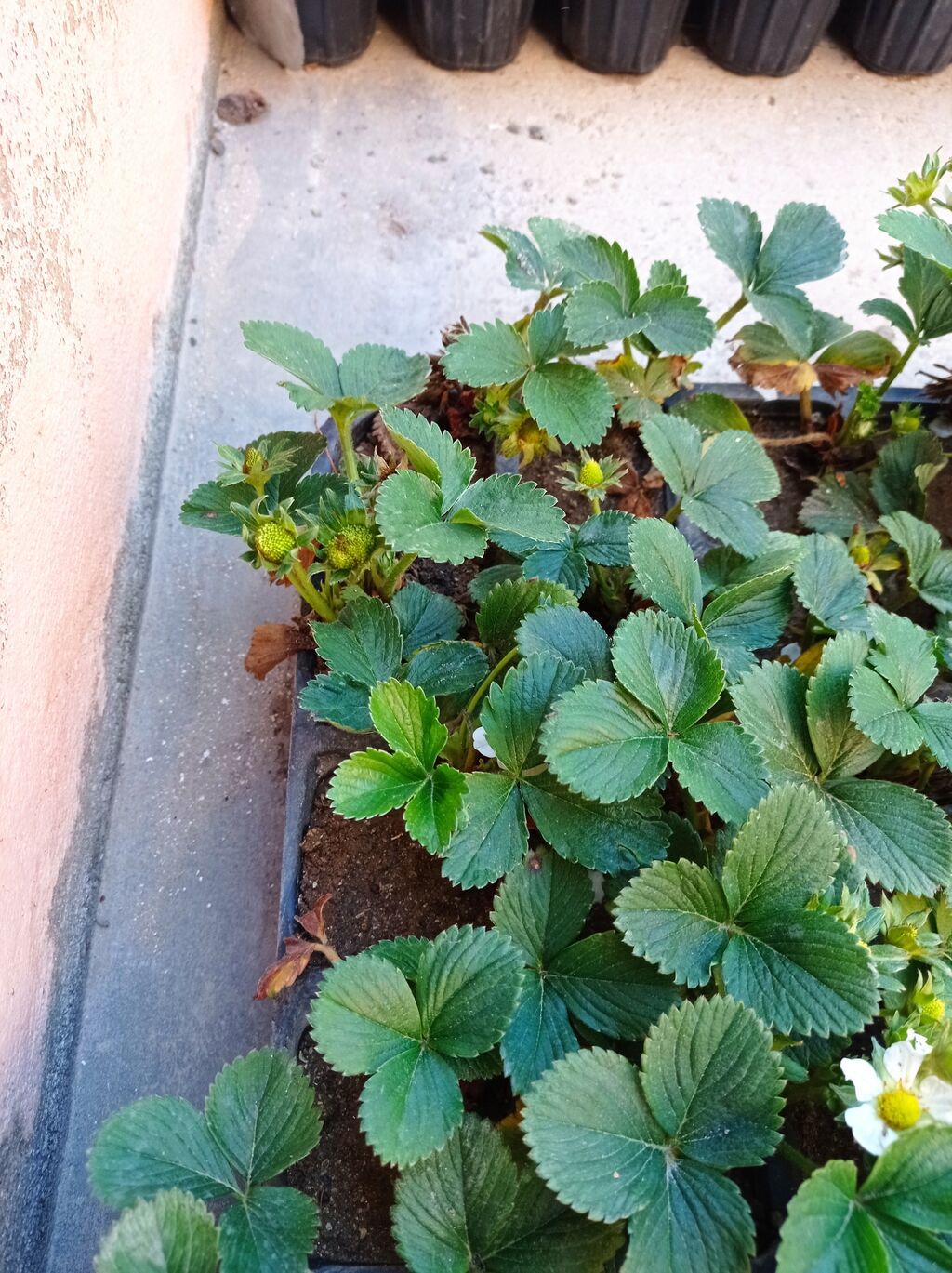 MuranoA+çiyələk stilləri satılır çox məhsuldar sortdu xəstəliklərə — Bitkilər, Digah (6)