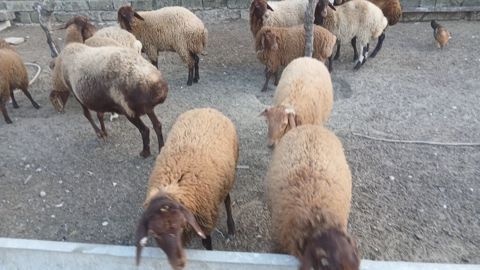 Qoyun sürüsü – qarabaş/qəhvəyi rəngli, yerli ətlik-yunlu tip - Say — Bakı