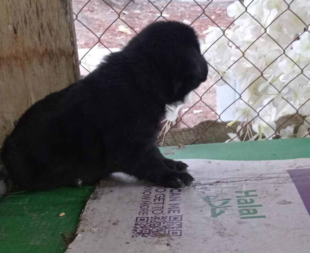 Alman çoban iti, 1 ay, Dişi — Köpəklər, Digah (4)