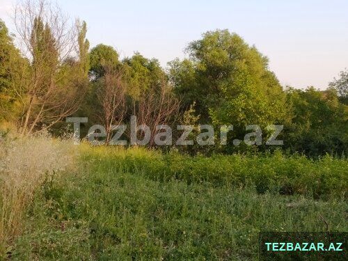 Şamaxı rayonu Əngəxaran kəndi — Torpaq, Şamaxı (2)