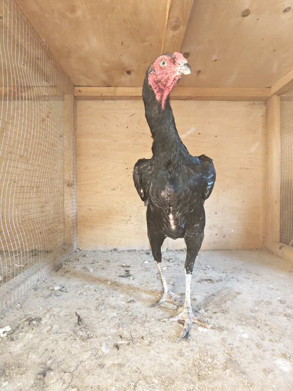 Xoruz, Heyratı, il: 2, Ödənişli çatdırılma — Toyuq və xoruz, Horadiz (5)