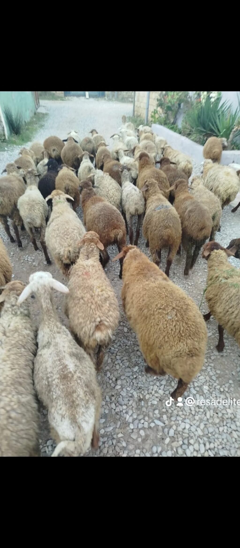 50 baş quzu satılır, yarı erkek yarısı dişi, saxlamaq üçündür ətlik — Kənd təsərrüfatı heyvanları, Digah