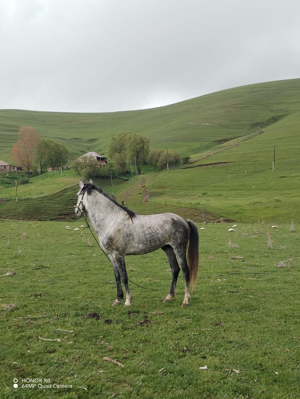 Boz rəngli, zərif quruluş at yaş 6 qiymət 2500m erkek di +994 55 861 — Atlar, Yevlax (2)