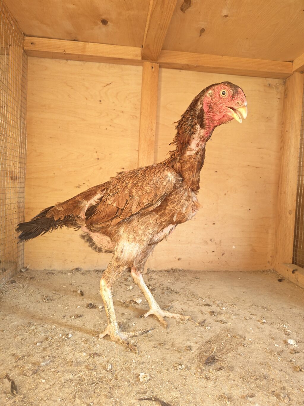 Xoruz, Heyratı, il: 2, Ödənişli çatdırılma — Toyuq və xoruz, Horadiz (3)