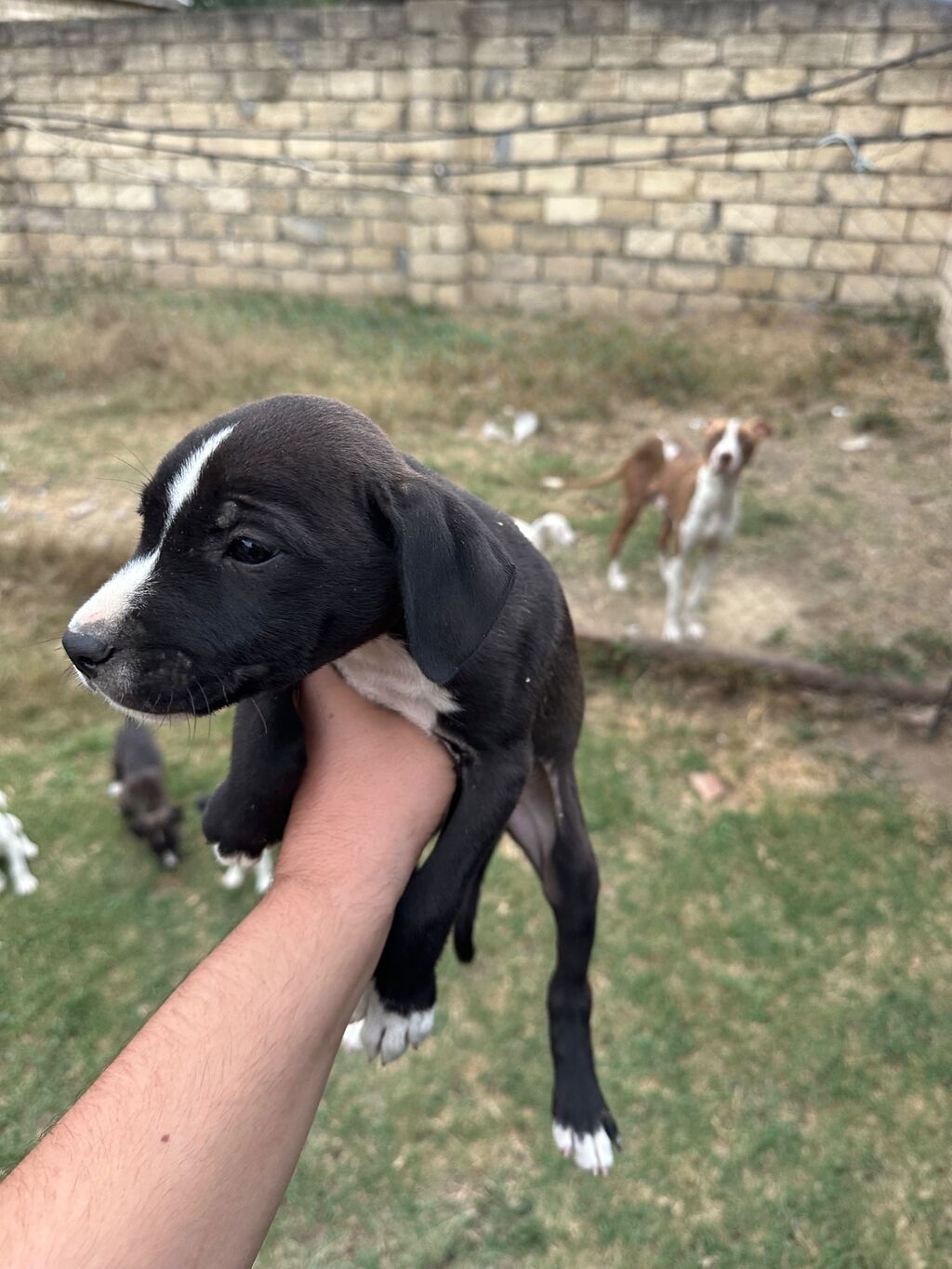 1 ay, Erkək, Pulsuz çatdırılma — Köpəklər, Masazır (3)