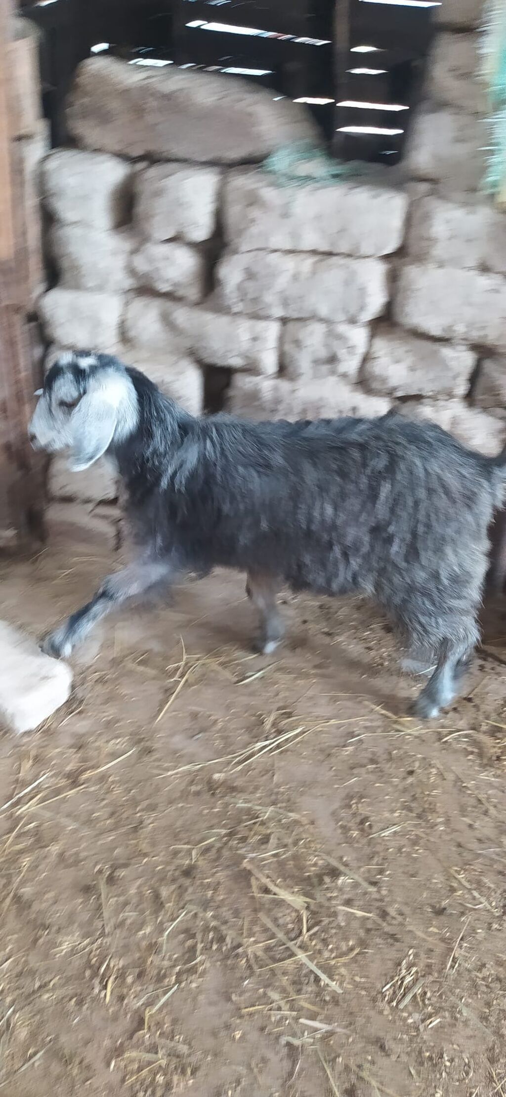 Məhsul: Kəpiş sürüsü Təsvir: - 28 baş kəpiş, dişi və ərkək — Kənd təsərrüfatı heyvanları, Şəki (5)