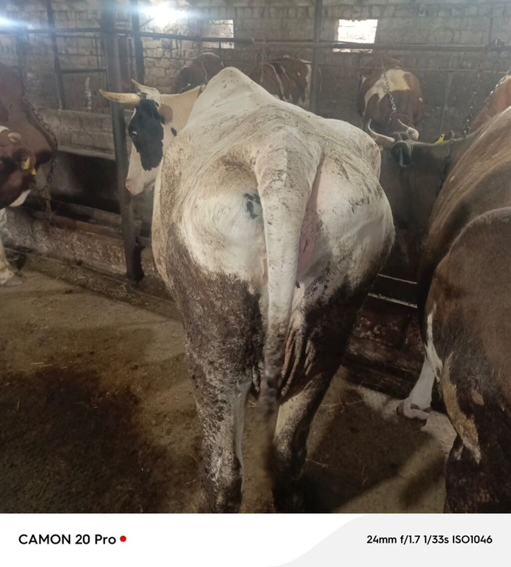 Bu inek satilir 2 ci qarina 6-7 ayliq bogazdi simmental bugadan gelib — Kənd təsərrüfatı heyvanları, Bakı (2)