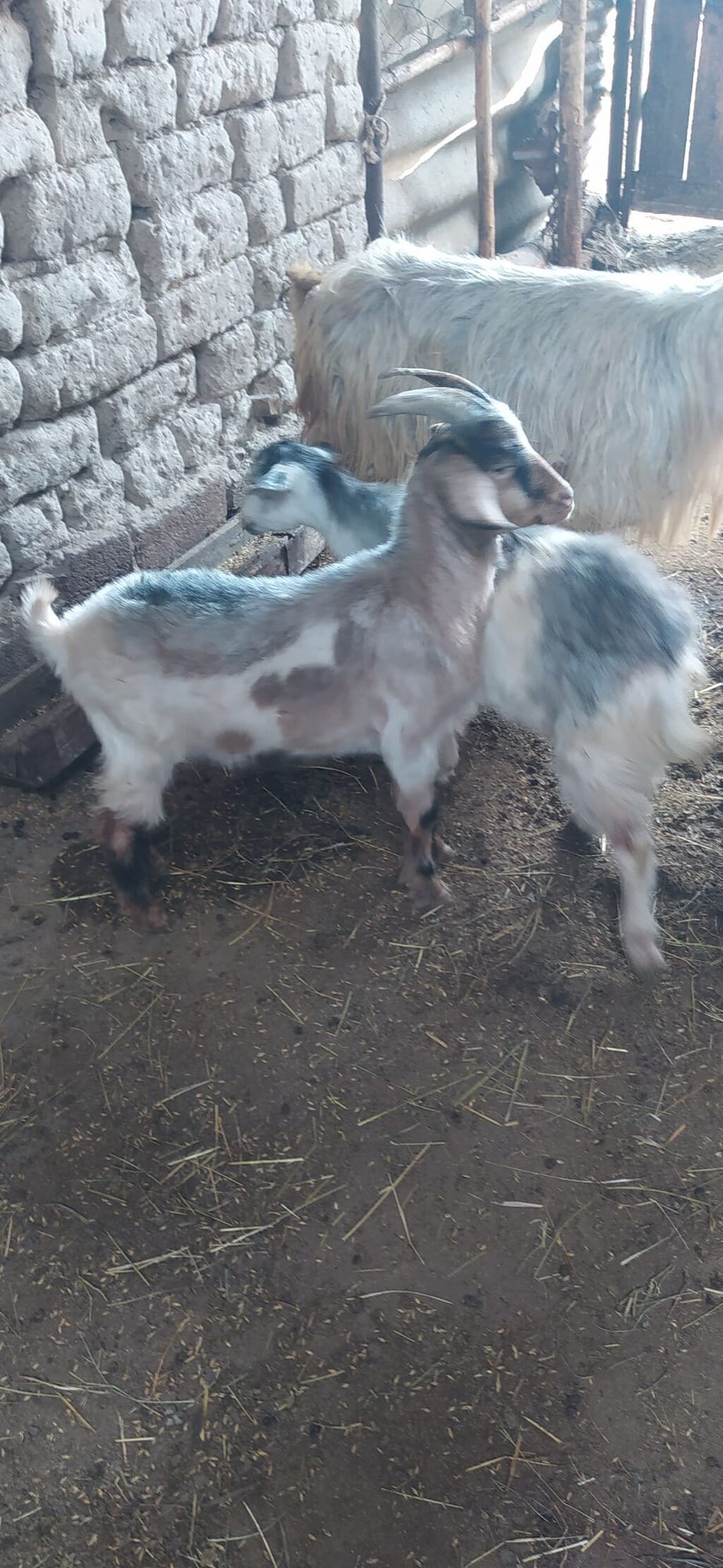 Məhsul: Kəpiş sürüsü Təsvir: - 28 baş kəpiş, dişi və ərkək — Kənd təsərrüfatı heyvanları, Şəki (4)