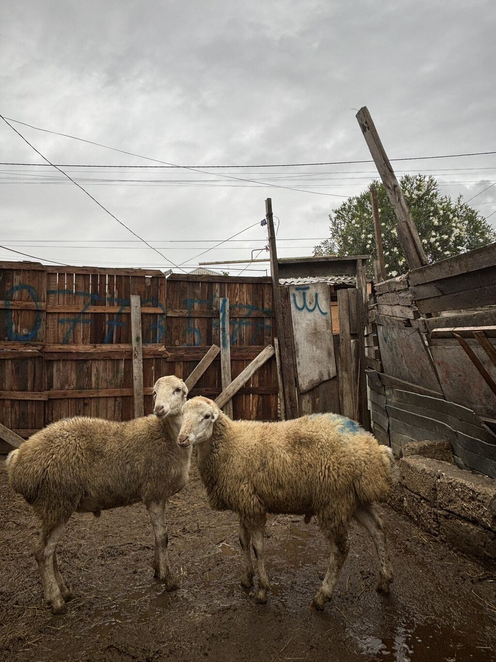 Quzu, Erkək, ay: 8, 34 kq, Ətlik, Ünvandan götürmə — Kənd təsərrüfatı heyvanları, Digah (4)
