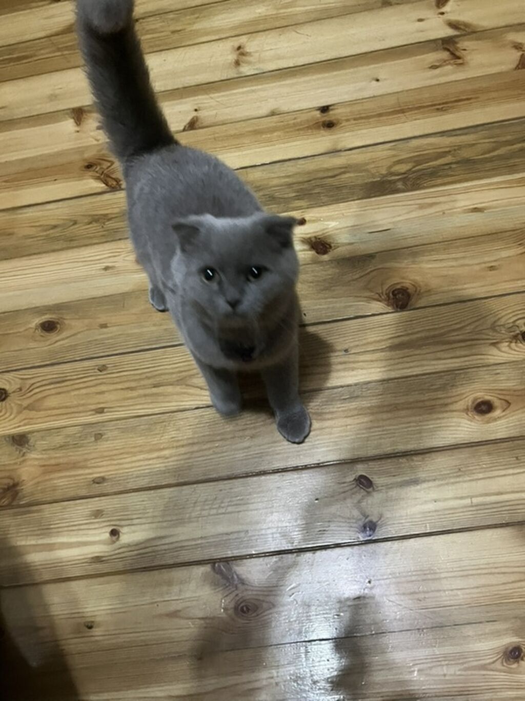 Qızıl şinşilla, Erkək, Yaxşı əllərə, Pulsuz çatdırılma — Pişiklər, Digah (3)