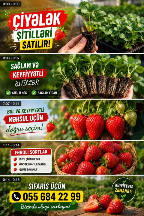 MuranoA+çiyələk stilləri satılır çox məhsuldar sortdu xəstəliklərə — Digah